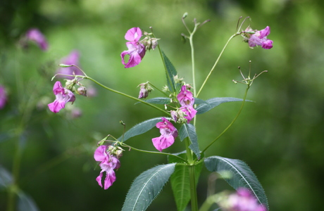 Drüsiges Springkraut (Impatiens glandulifera) - © Emanuel Trummer